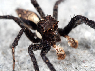 Macro Photo of Jumping Spider on The Floor