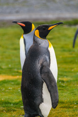Two King Penguins -Aptenodytes patagonicus- standing on the Salisbury Plains, South Georgia