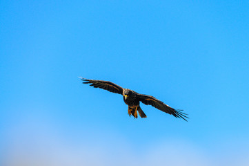 A Striated Caracara - Phalcoboenus australis- in flight on Westpoint Island, the Falklands.