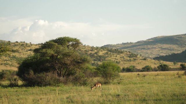 Impala in Pilanesberg National Park in South Africa