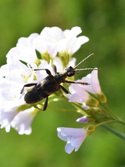 Rhagium mordax blackspotted pliers supply beetle on a flower