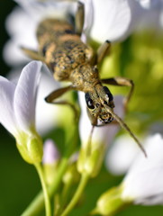 Rhagium mordax blackspotted pliers supply beetle on a flower