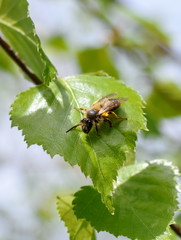 A small hairy solitary bee sitting on a birch leaf