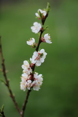 Spring flowers in nature