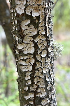 Bleeding broadleaf crust Stereum rugosum fungus growing on a tree trunk