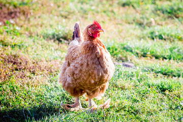 Brown chicken on the grass in sunny weather_
