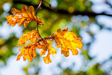 Orange leaves of oak on a tree against a bright sun_