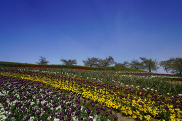 チューリップ咲く公園