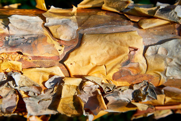 Tree bark background. Brown texture of the old tree