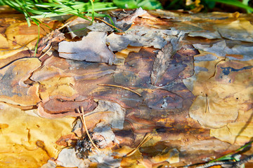 Tree bark background. Brown texture of the old tree