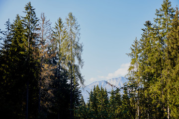 Mountain peaks visible through the trees on a good summer day