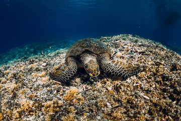 Sea turtle eat corals. Green sea turtle closeup