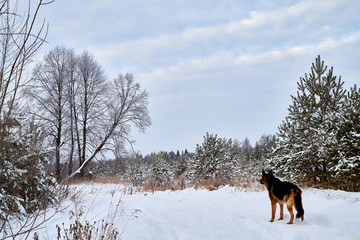 Winter landscape with snowy road with a dog, trees and blue sky with white clouds