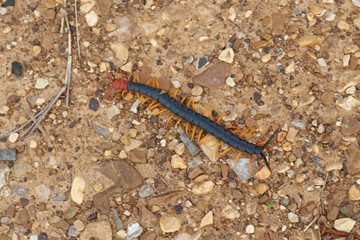Giant North American Redheaded Centipede (Scolopendra heros)