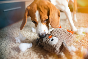 Beagle dog rip a toy into pieces on a carpet