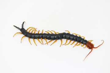 Giant North American Redheaded Centipede (Scolopendra heros)