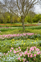 チューリップ咲く公園