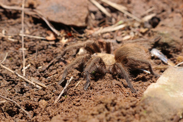 Texas Brown Tarantula (Aphonopelma hentzi)