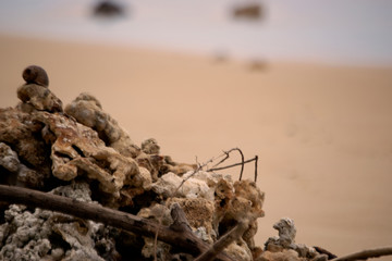 Pebbles by the Seashore