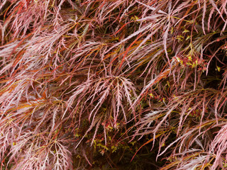 Feuillage lacinié, finement découpé de l'érable du japon pourpre (Acer palmatum 'Dissectum Garnet')
