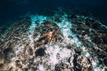 Underwater wildlife with animals. Sea turtle floating over beautiful natural ocean background.