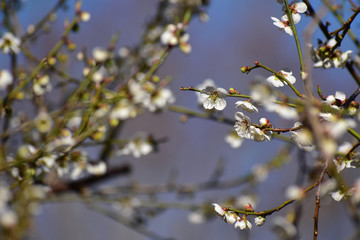 白くて小さい梅