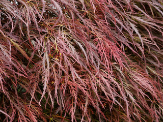 Feuillage lacinié, finement découpé de l'érable du japon pourpre (Acer palmatum 'Dissectum Garnet')