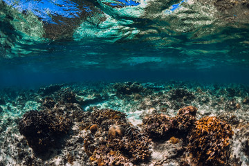 Tranquil underwater scene with corals in tropical ocean