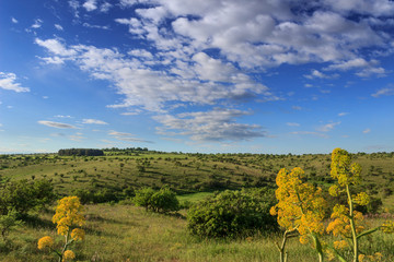 Hilly landscape with corn field immature dominated by clouds: Alta Murgia National Park, Apulia (Italy).