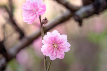 pink chinese plum flower