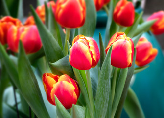 orange tulips flower