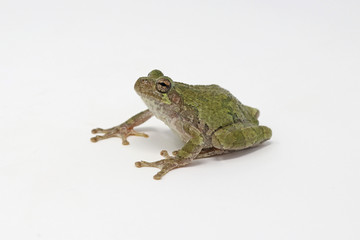 Gray Treefrog (Hyla versicolor) 