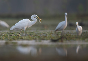 Great egret with Big Catch