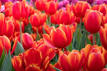 Obraz premium orange tulips flower