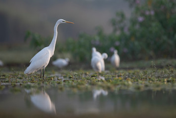 Great egret looking for fish