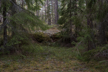 Old forest landscape in spring