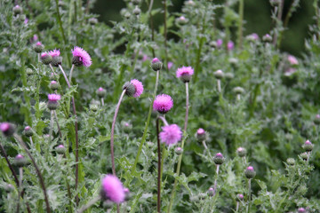 Cirsium vulgare, also known as spear thistle, bull thistle, or common thistle