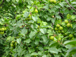 closeup of unripe pears on tree branch with green leaves during summer  season in Chelyabinsk, Russia.