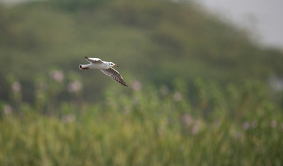 Black headed Gull
