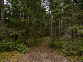 Old forest landscape in spring