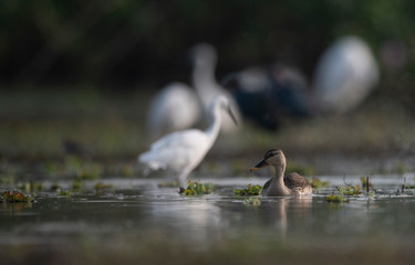 Indian Spot billed Duck