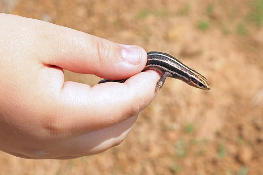 Five-lined Skink (Plestiodon fasciatus)