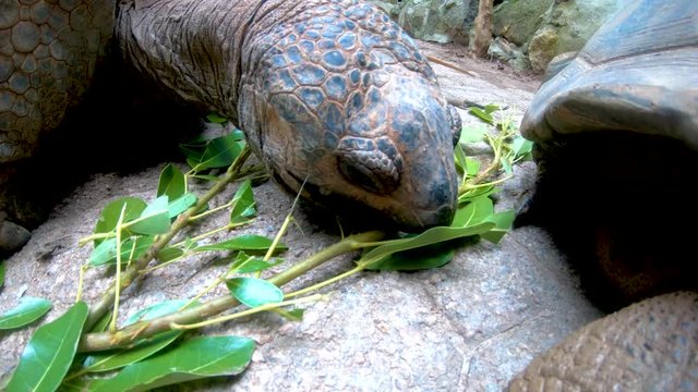 A large tortoise enjoys a tasty meal of bamboo leaves. Segment 2 of 4