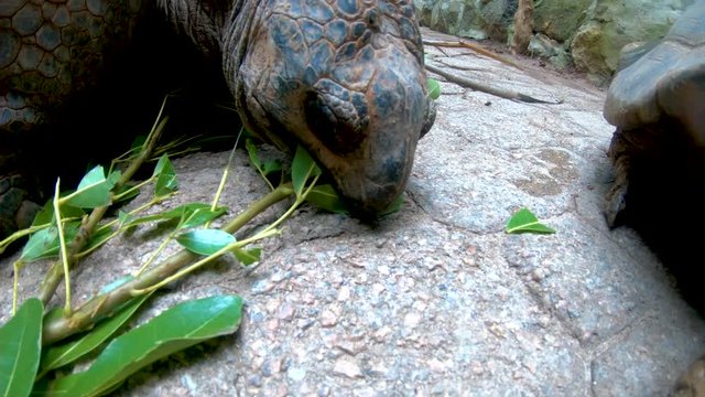 A large tortoise enjoys a tasty meal of bamboo leaves. Segment 4 of 4