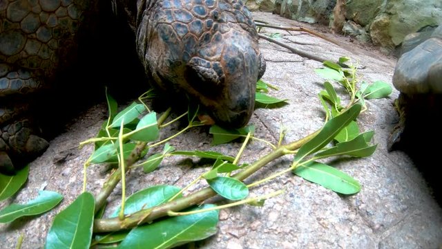 A large tortoise enjoys a tasty meal of bamboo leaves. Segment 1 of 4