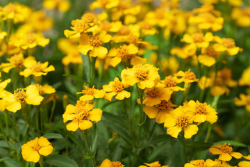 Obraz premium fresh Mexican tarragon flowers in the garden
