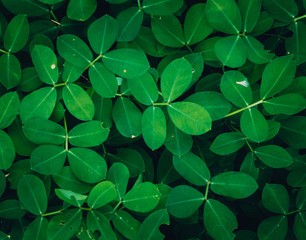 Abstract blur the green background and fresh condition