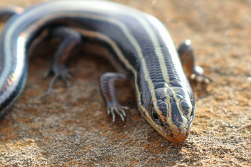 Five-lined Skink (Plestiodon fasciatus)