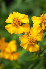 fresh Mexican tarragon flowers in the garden