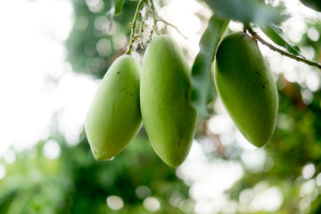 Close up of bunch of fresh mangoes
